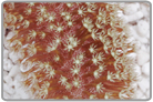 Finger Leather